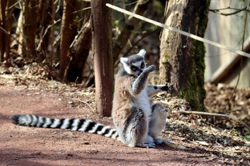 Fototapeta premium lémurien