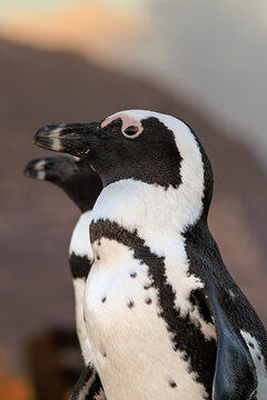 View of two African penguins in sharp focus against a blurred background, their black and white plumage contrasting with the muted tones, Betty's Bay, South Africa.