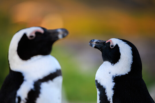 View of two African penguins standing in close proximity, their black and white plumage contrasting against the soft, blurred green and yellow backdrop, Betty's Bay, South Africa.
