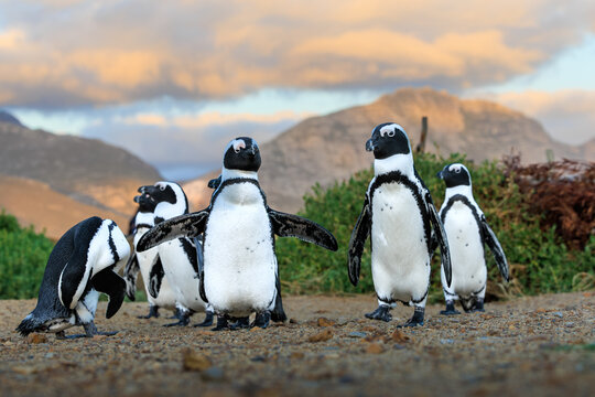 View of African penguins huddle, black and white plumage contrasting against the arid landscape under a pastel sunset sky, Betty's Bay, South Africa.