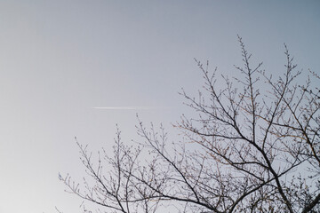 Obraz premium 桜と空