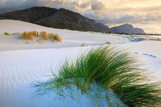 View of windswept white sands ripple under a dramatic sky, contrasting with the rugged mountains and clumps of vibrant green grass, Betty's Bay, Western Cape, South Africa.