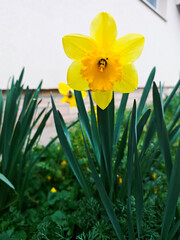 Obraz premium Yellow daffodil in spring garden close-up