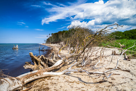 Wilde Ostseek&uuml;ste Mecklenburg-Vorpommern