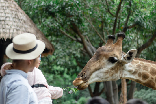 A Chinese father and his daughter visiting the zoo and feeding a giraffe