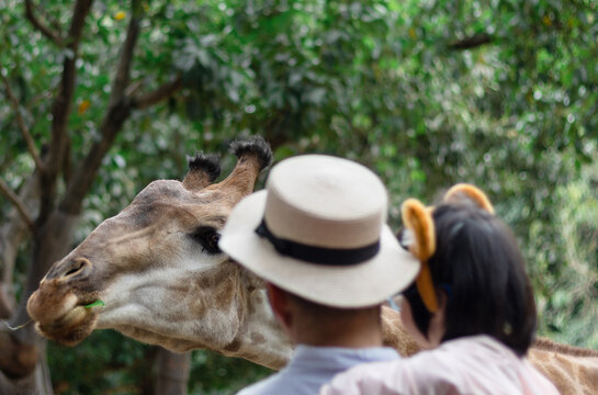 A Chinese father and his daughter visiting the zoo and feeding a giraffe