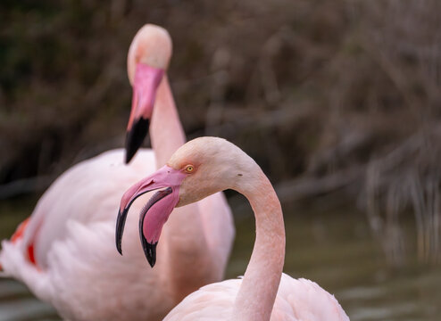 View of flamingos with vibrant pink and white plumage stand out against the muted tones of the water and vegetation, Saintes-Maries-de-la-Mer, Provence-Alpes-Cote d'Azur, France.