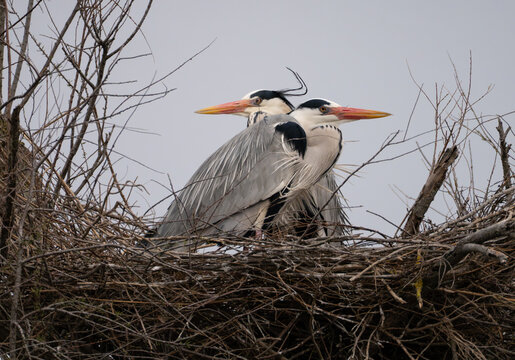 View of two herons, their striking orange beaks and elegant grey plumage contrasting against the nest of tangled branches, Saintes-Maries-de-la-Mer, Provence-Alpes-Cote d'Azur, France.