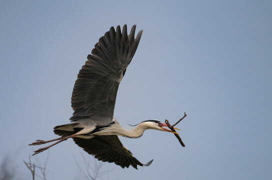 View of a grey heron soars with a twig in its beak against the soft sky, a dance of nature captured in flight, Saintes-Maries-de-la-Mer, Provence-Alpes-Cote d'Azur, France.