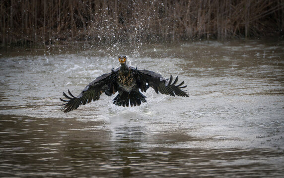 View of a cormorant bursts from the water, wings spread wide, droplets scattering like diamonds in the air, against a backdrop of reeds, Saintes-Maries-de-la-Mer, Provence-Alpes-Cote d'Azur, France.
