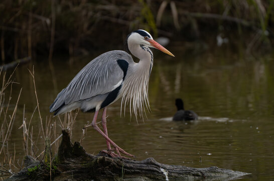 View of a majestic grey heron stands poised on a weathered log, its plumage a study in contrasts against the murky water, Saintes-Maries-de-la-Mer, Provence-Alpes-Cote d'Azur, France.