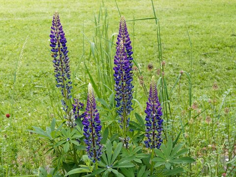 Lupinus polyphyllus - Garden lupins or bigleaf lupins producing large flower spikes adorned with blue flowers pea-like above mound of palmately mid-green foliage  as decorative plant in a garden
