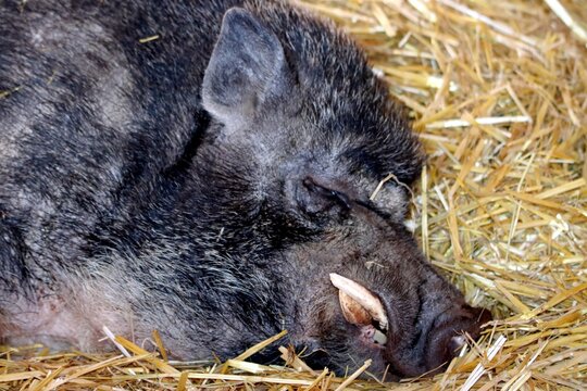 cochon