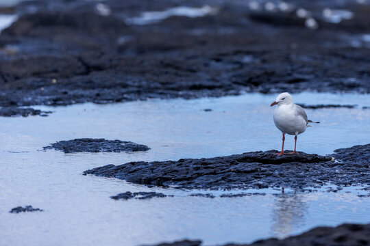 Silver gull standing on rock in tidal pool in Australia