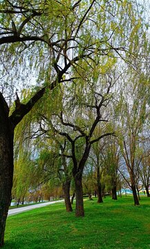 Weeping willow with green branches on the wind in the park, spring trees background