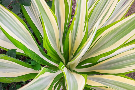 Furcraea foetida Mediopicta Succulent Rosette