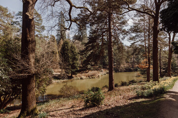 Obraz premium Woodland lake view with tall trees in West Sussex England