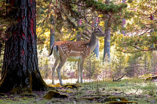 Daim femelle, daine, de dos dans la for&ecirc;t