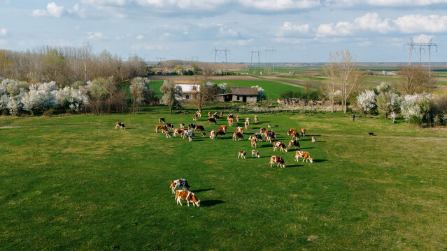 Aerial view of cows graze peacefully on a vibrant green field, complemented by the rustic charm of an old building, Krcedin, Vojvodina, Serbia.