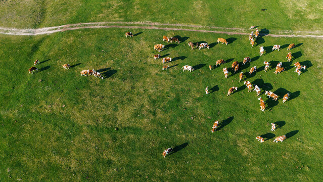 Aerial view of cattle grazing on vivid green pastures under the warm sun, a simple dirt path winding in the background, Krcedin, Vojvodina, Serbia.