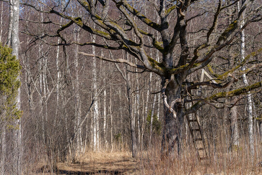 Rustic tree stand built on moss-covered oak branches, hidden lookout point. Wooden hunting stand with ladder on an old oak tree in early spring forest, wildlife observation spot in natural habitat. 