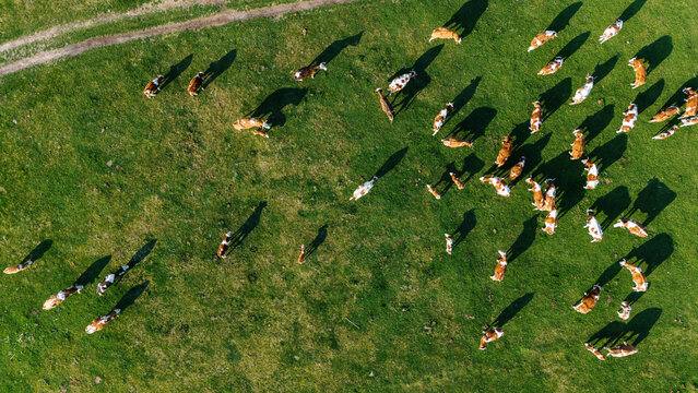 Aerial view of cattle grazing on a vibrant green field, their shadows stretching long in the afternoon sun, Krcedin, Vojvodina, Serbia.