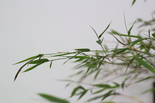 Delicate Bamboo Branch with Thin Green Leaves Against Soft Neutral Background