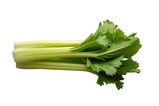 Fresh green celery stalks with leaves presenting healthy nutrition and organic raw vegetable concepts transparent background