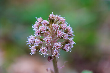 Obraz premium Butterbur (Petasites hybridus) pink spring inflorescence macro in woodland