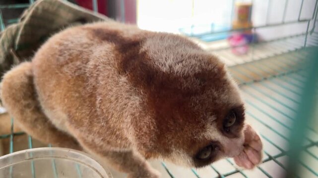Video of an Asian man feeding a Slow Loris (Nycticebus menagensis) with crickets (Gryllidae).
