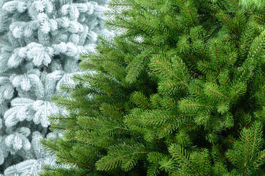 close-up of bright green spruce branches with frosted needles.  fresh, detailed texture showcases the natural growth of the forest. holidays and outdoor recreation. Textured Christmas background