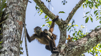 Baby monkey with mamma in Costa Rica rainforest © Rui