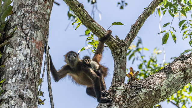 Baby monkey with mamma in Costa Rica rainforest