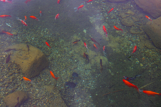 Belgrade Forests and scenery of Istanbul