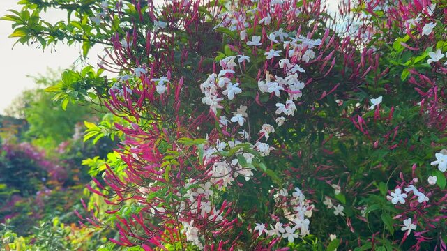 Jasmine flowers, Sambac (Jasminum polyanthum) blooming in Mediterranean garden. Aromatic exotic flowers, spring background 