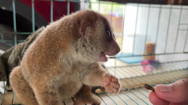 Video of an Asian man feeding a Slow Loris (Nycticebus menagensis) with crickets (Gryllidae).