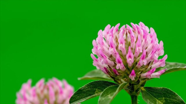 A close-up shot of a vibrant pink clover flower with green leaves against a solid green background.