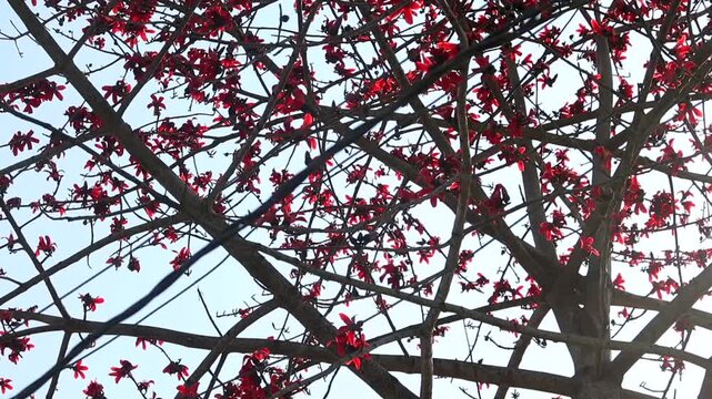 Dense silk cotton tree branches filled with red blossoms under sunlight