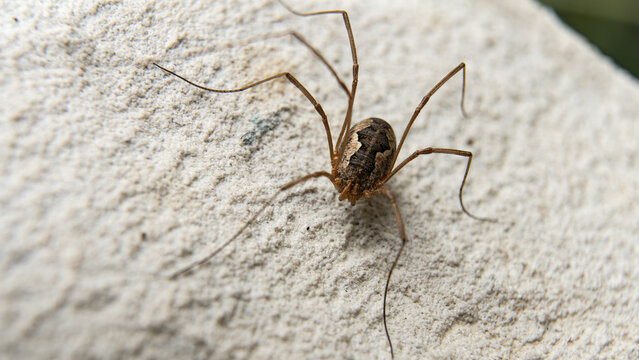 Arachnids Opiliones or Phalangida are non-venomous animals with long limbs.