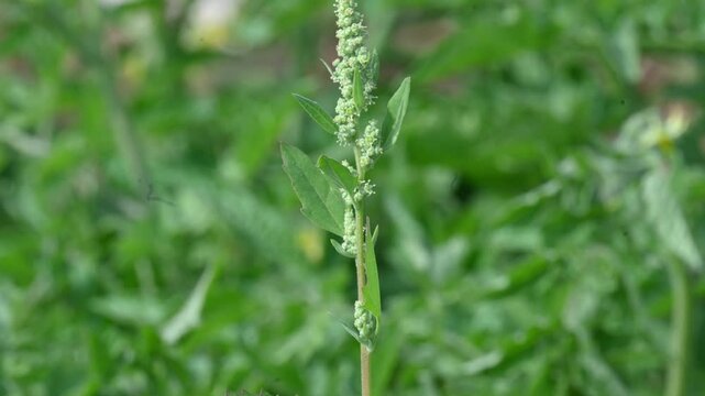 Chenopodium album plant. It&nbsp;is a fast-growing&nbsp;annual plant&nbsp;in the&nbsp;flowering plant&nbsp;family&nbsp;Amaranthaceae. Its Common name is&nbsp;lambs quarters,&nbsp;melde,&nbsp;goosefoot,&nbsp;wild spinach&nbsp;and&nbsp;fat hen. Leafy Greens.
