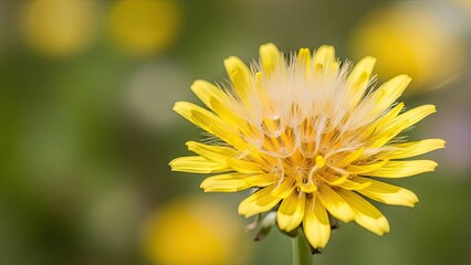 Fototapeta premium A close-up of a vibrant yellow dandelion flower in a natural setting