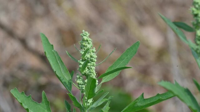 Chenopodium album plant. It&nbsp;is a fast-growing&nbsp;annual plant&nbsp;in the&nbsp;flowering plant&nbsp;family&nbsp;Amaranthaceae. Its Common name is&nbsp;lambs quarters,&nbsp;melde,&nbsp;goosefoot,&nbsp;wild spinach&nbsp;and&nbsp;fat hen. Leafy Greens.
