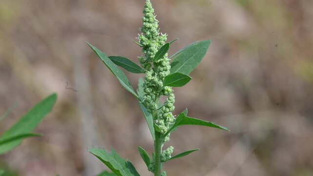 Chenopodium album plant. It&nbsp;is a fast-growing&nbsp;annual plant&nbsp;in the&nbsp;flowering plant&nbsp;family&nbsp;Amaranthaceae. Its Common name is&nbsp;lambs quarters,&nbsp;melde,&nbsp;goosefoot,&nbsp;wild spinach&nbsp;and&nbsp;fat hen. Leafy Greens.
