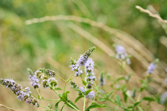 Blooming Horse Mint (Mentha longifolia) in a summer field.