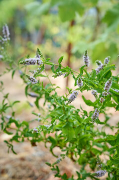 Blooming Horse Mint (Mentha longifolia) in a summer field.