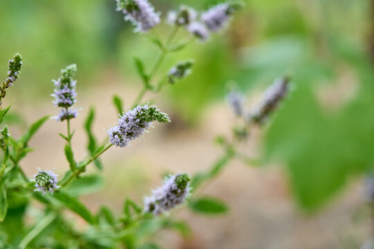 Blooming Horse Mint (Mentha longifolia) in a summer field.