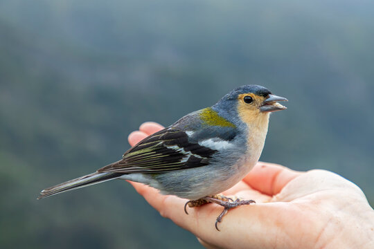 Madeira chaffinch perched on hand outdoors in Madeira Portugal