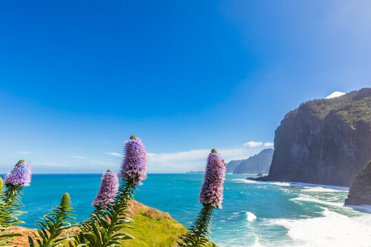 Echium candicans flowers on scenic cliff coast in Madeira Portugal