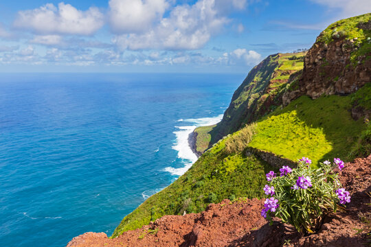 Wildflowers on cliff overlooking Atlantic Ocean at Miradouro da Garganta Funda