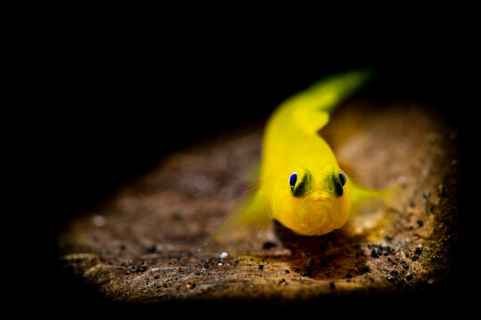 Yellow Pygmy Gobi underwater in Lembeh Strait Indonesia